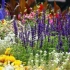 30 Pomysłów: jak zorganizować łóżko kwiatowe z bylin, które kwitną przez całe lato